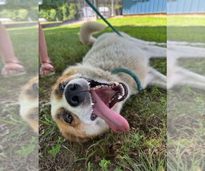 Mutt Dogs for adoption in Cromwell, KY, USA