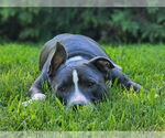 Small #11 American Pit Bull Terrier-American Staffordshire Terrier Mix