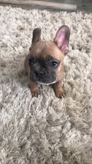 French Bulldog Puppy for sale in ALMONT, MI, USA