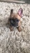 Small Photo #1 French Bulldog Puppy For Sale in ALMONT, MI, USA