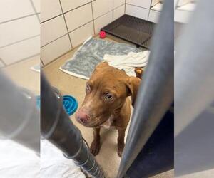 Mutt Dogs for adoption in Fort Wayne, IN, USA