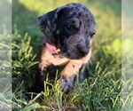 Small #1 Great Dane-Redbone Coonhound Mix