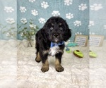 Small #1 Bernedoodle (Miniature)