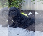 Small #2 Lhasa-Poo