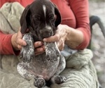 Small #2 German Shorthaired Pointer-German Wirehaired Pointer Mix