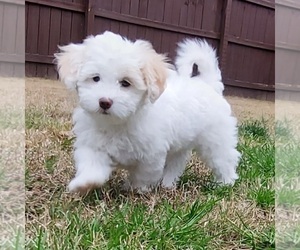 ShihPoo Puppy for sale in FAIRBURN, GA, USA