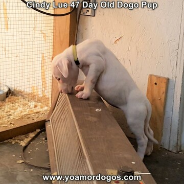 Medium Photo #66 Dogo Argentino Puppy For Sale in PINEVILLE, MO, USA
