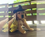 Puppy YELLOW Golden Retriever