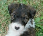 Small #1 Cadoodle