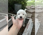 Small #5 Great Pyrenees