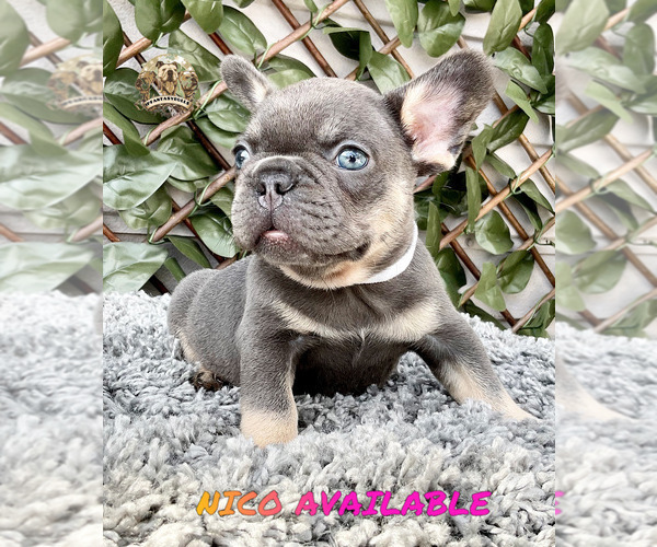 Medium Photo #1 French Bulldog Puppy For Sale in LEHIGH ACRES, FL, USA
