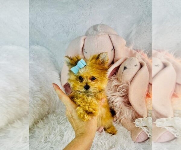 Medium Photo #5 Morkie Puppy For Sale in WEST PALM BEACH, FL, USA