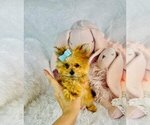 Small #4 Morkie
