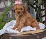 Small Photo #39 Cavapoo Puppy For Sale in GOSHEN, IN, USA