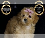 Small #6 Poodle (Miniature)