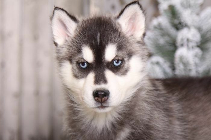 Medium Photo #2 Siberian Husky Puppy For Sale in MOUNT VERNON, OH, USA