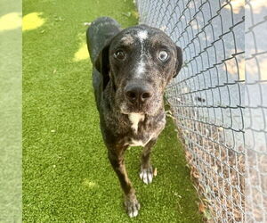 Catahoula Leopard Dog-Unknown Mix Dogs for adoption in Hilton Head, SC, USA