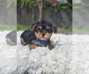 Yorkshire Terrier Puppy for sale in INDIANAPOLIS, IN, USA