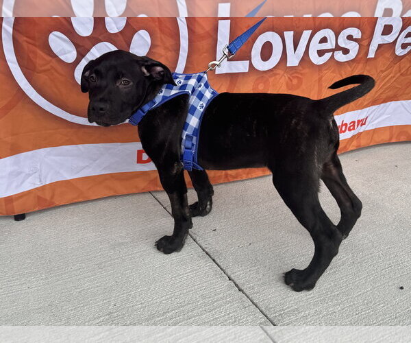 Medium Photo #2 Labrador Retriever-Unknown Mix Puppy For Sale in Sanford, FL, USA