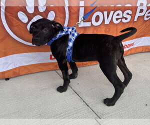 Sumit - Male Labrador Retriever-Unknown Mix Dog for Adoption - Photo #2