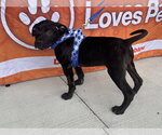 Small Photo #2 Labrador Retriever-Unknown Mix Puppy For Sale in Sanford, FL, USA