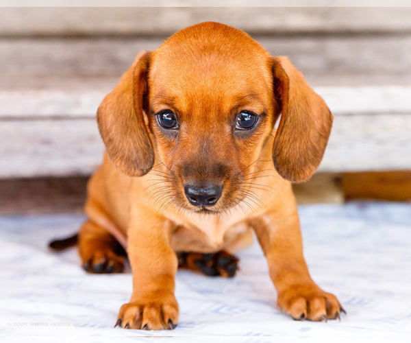 Medium Photo #2 Dachshund Puppy For Sale in WAKARUSA, IN, USA