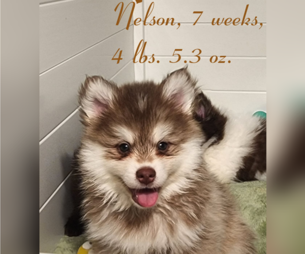 Medium Photo #21 Pomsky Puppy For Sale in RAMONA, CA, USA