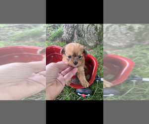 Pomapoo (Toy) Puppy for sale in NILES, MI, USA