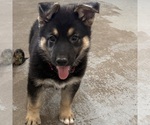 Small #6 German Shepherd Dog