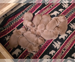 Golden Retriever Puppy for sale in CALABASH, NC, USA