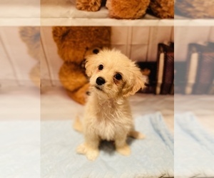 Maltipoo Puppy for sale in ACWORTH, GA, USA
