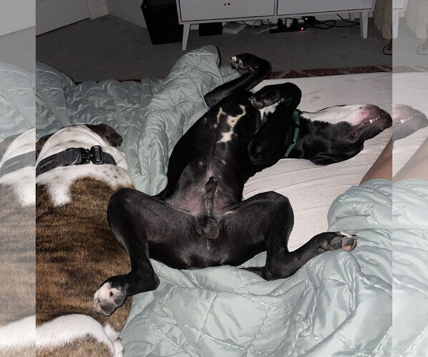 Medium Photo #23 American Pit Bull Terrier Puppy For Sale in Fargo, ND, USA