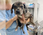 Small #1 Catahoula Leopard Dog-Labrador Retriever Mix