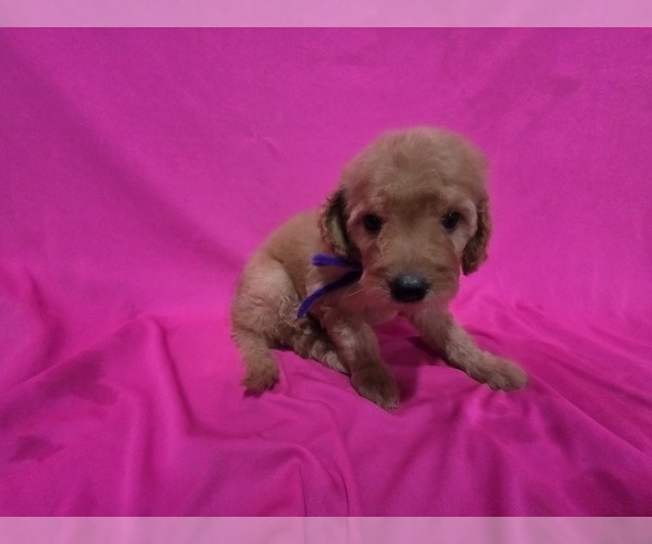 Medium Photo #3 Goldendoodle Puppy For Sale in DUBLIN, TX, USA