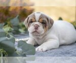 Puppy Beatle Beabull