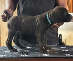 Puppy 4 Cane Corso