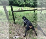 Small #34 Rottweiler
