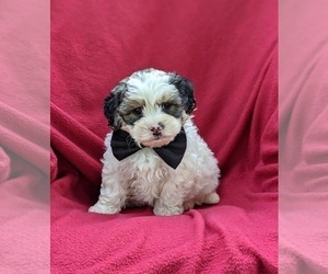 Poodle (Miniature)-Shorkie Tzu Mix Puppy for sale in CHRISTIANA, PA, USA