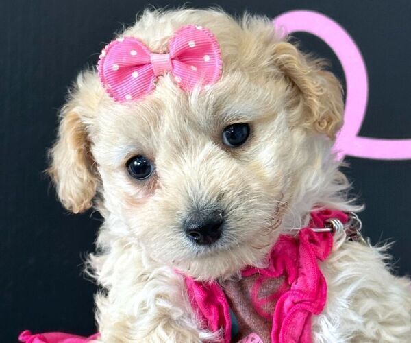 Medium Photo #4 Maltipoo Puppy For Sale in LAS VEGAS, NV, USA