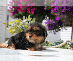 Puppy Yahtzee Yorkshire Terrier