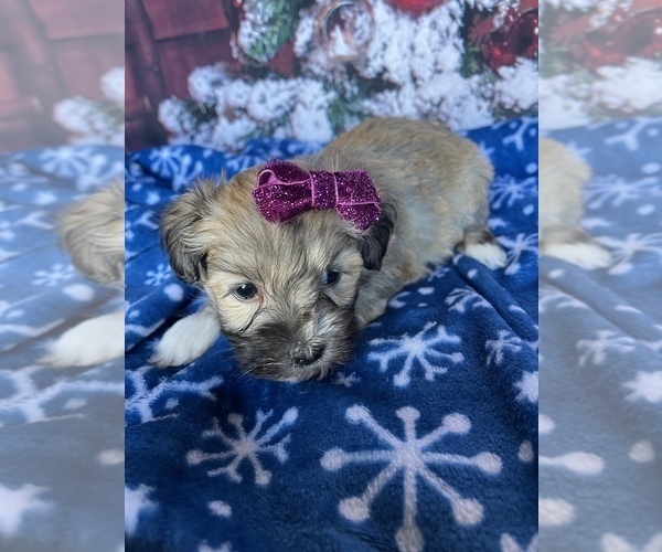 Medium Photo #1 Havanese Puppy For Sale in LANCASTER, PA, USA