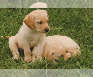 Labrador Retriever Puppy for sale in ODON, IN, USA
