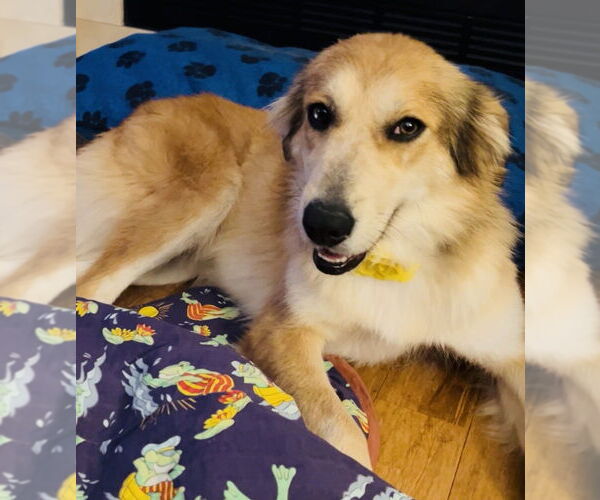 Medium Photo #1 Australian Retriever Puppy For Sale in Mundelein, IL, USA