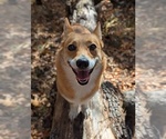 Small Photo #1 Pembroke Welsh Corgi Puppy For Sale in NORMAN, OK, USA