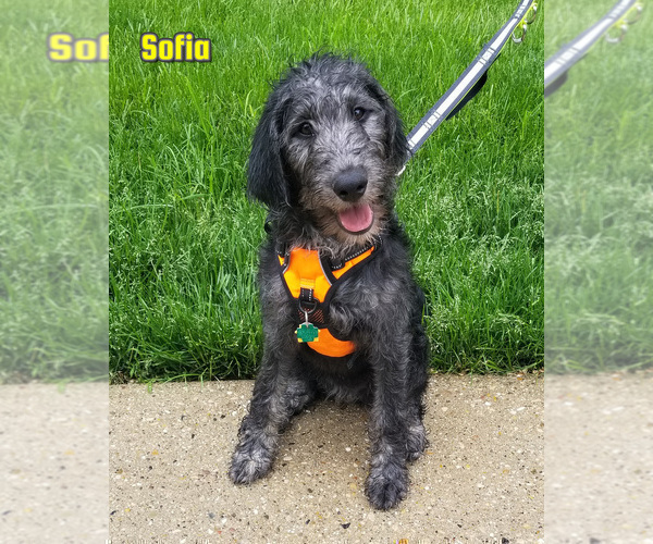 Medium Photo #10 Labradoodle Puppy For Sale in CHICAGO, IL, USA
