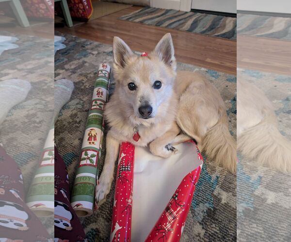 Medium Photo #2 Labrador Retriever-Pomeranian Mix Puppy For Sale in Lebanon, PA, USA