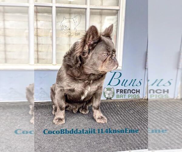 Medium Photo #3 French Bulldog Puppy For Sale in VACAVILLE, CA, USA
