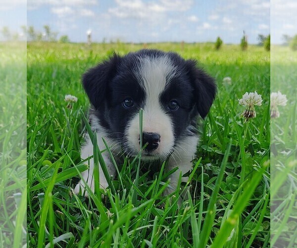 Medium Photo #173 Border Collie Puppy For Sale in NORBORNE, MO, USA