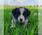 Small #8 Border Collie