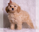 Puppy Butterfingers Goldendoodle (Miniature)